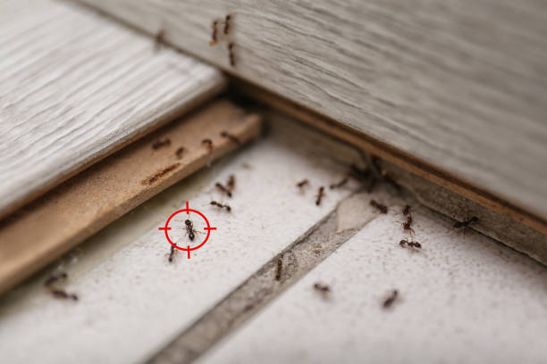 Best Best Pest Control Companies  in Salado, TX