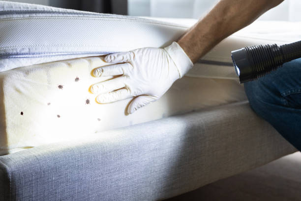 Best Bed Bug Extermination  in Salado, TX