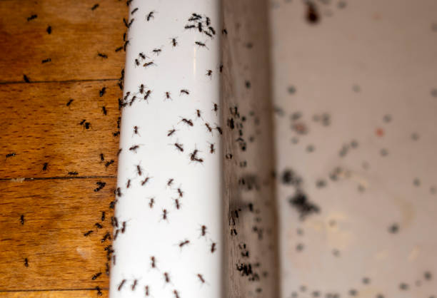 Flea Control Services in Salado, TX
