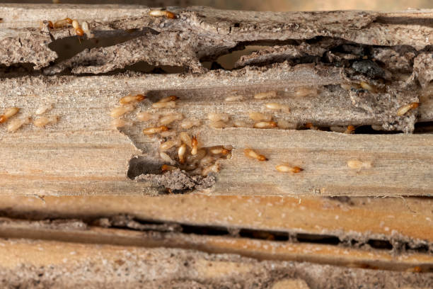 Best Local Pest Control Services  in Salado, TX