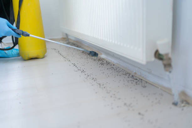 Best Insect Control  in Salado, TX